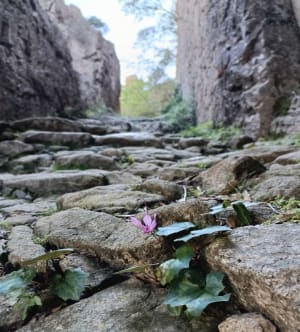 Gorges de Spelunca et cœur de Corse - Ota - 10