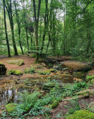 Forêt de Floranges et Goher Don - Camors - 11