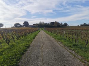 Entre château et vieux moulins à Fronsac - Fronsac - 5