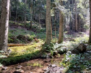 Bois de Tournon et Grand Bois depuis Le Bessat - NICOLAS - 4