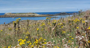 Île de Batz et concentré pur jus de Bretagne - Île de Batz - 26