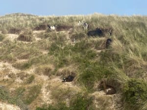 Détente depuis Cucq et au bord de la Manche par le GR® 120 - Stella-Plage, Cucq - 12