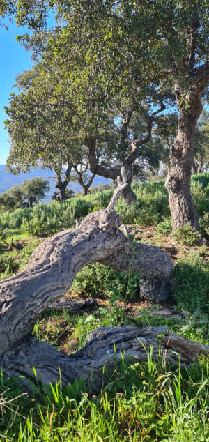 Sur les traces du Roc d'Azur - Roquebrune-sur-Argens - 7