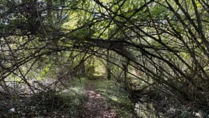 Rando entre forêt, étangs et champs Rouziers Beaumont - Beaumont-Louestault - 11