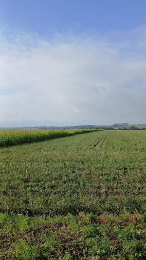 Balade dans les champs à Aulnoy-lez-Valenciennes - Michèle - 7