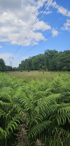 Balade en forêt à Cubnezais par la Michelotte - Cubnezais - 6