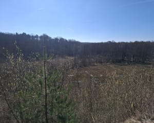 Forêt de L'Isle-Adam - L'Isle-Adam - 9