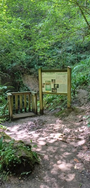 Sentier karstique et immersion en forêt - Oloron-Sainte-Marie - 19