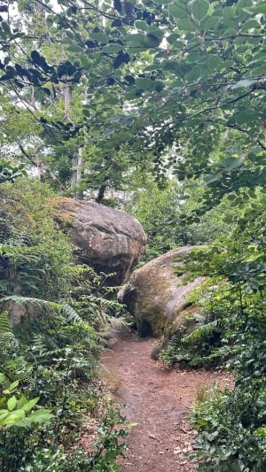 Fontainebleau - Bois-le-Roi - 8