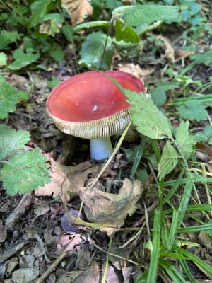 Forêt de Nieppe - Morbecque - 4