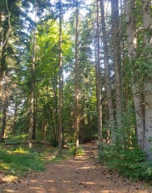 Balade au Mt Favy, des Carroz - Arâches-la-Frasse - 6