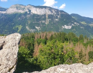 Balade au Mt Favy, des Carroz - Arâches-la-Frasse - 9