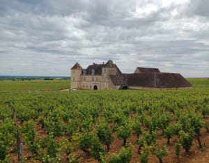 La côte dorée du Clos Vougeot à Morey-Saint-Denis - Vougeot - 13