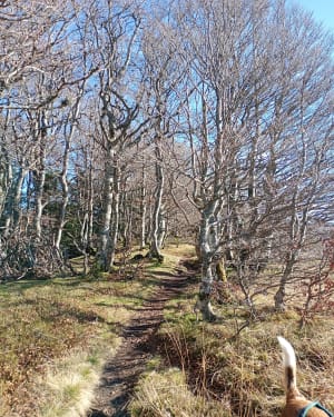 Le sentier d'Emilie au Col de Néronne - Le Falgoux - 32