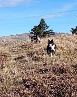 Le sentier d'Emilie au Col de Néronne - Le Falgoux - 33