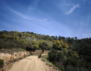 Tanneron en zijn wandeling door het hart van de mimosa's - Mandelieu-La Napoule - 11