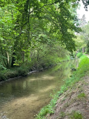 Les bois de Nogent le Roi - Nogent-le-Roi - 2