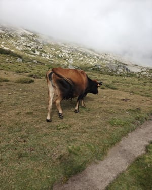 Het meer van Niño en zijn prachtige pozzines - Maison forestière de Popaghja, Albertacce - 10