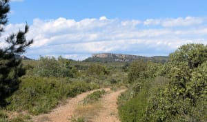 Clape, petite boucle Château Rouquette - Narbonne - 19