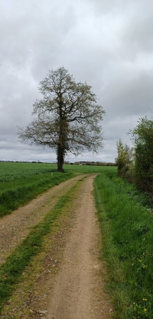 Petit tour par la Mothe Orson - Moutiers-sur-le-Lay - 3