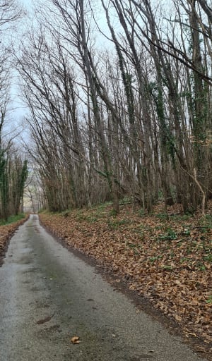 Balade dans les bois à Richoux - Assieu - 5