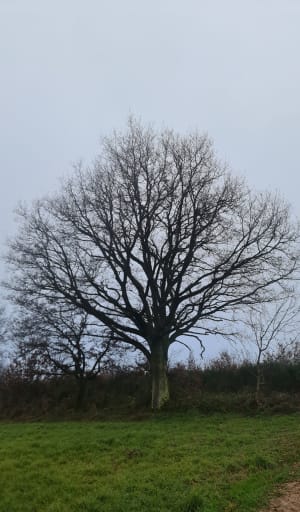 Balade dans les bois à Richoux - Assieu - 7