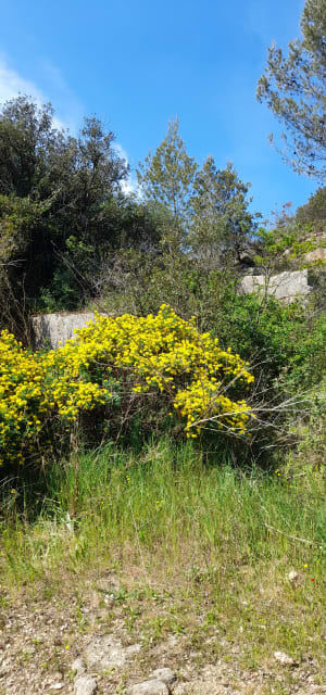 Bois de Castillon du Gard - Castillon-du-Gard - 7