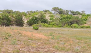 Circuit dune, forêt, marais  N°26 à Saint Hilaire de Riez - Saint-Hilaire-de-Riez - 21