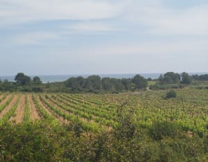 Clape, petite boucle Château Rouquette - Narbonne - 11