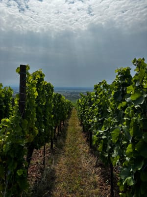 Prachtige wandeling in de wijngaarden van Ribeauvillé - Ribeauvillé - 6