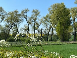 Balade champêtre à côté de Famars - Dominique - 5