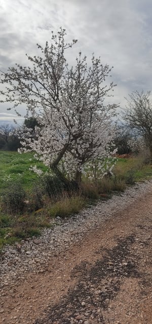 Le mas vespeille - Rivesaltes - JEROME - 7