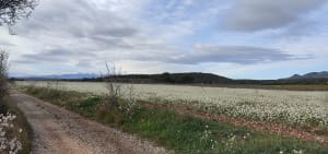 Le mas vespeille - Rivesaltes - JEROME - 8