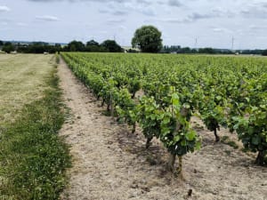 Lury-sur-Arnon et le bois de Cerbois - Lury-sur-Arnon - 9