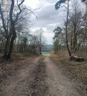Forêt de Chaumuzy. - Chaumuzy - 5