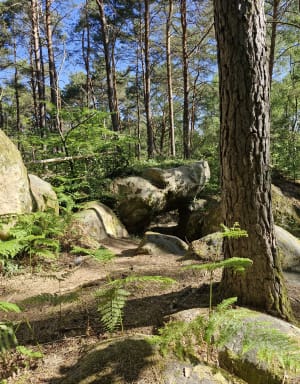 Exploration en forêt de Fontainebleau et nombreux trésors - Fontainebleau - 15