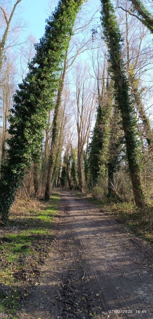 Balade au bord de l'eau à Bouvaincourt sur Bresle - Bouvaincourt-sur-Bresle - 11