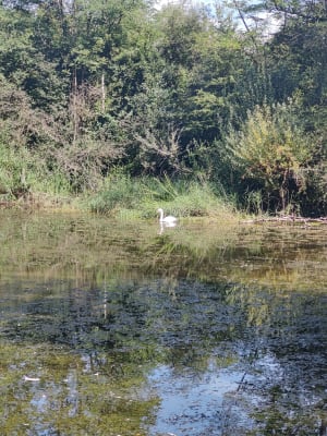 Balade au Marais de l'Etournel - Pougny - 4