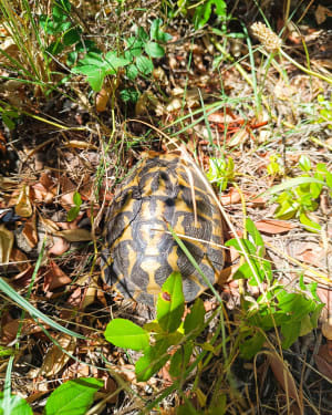 Petite reprise trail dans le canton de Palayson - Roquebrune-sur-Argens - 9