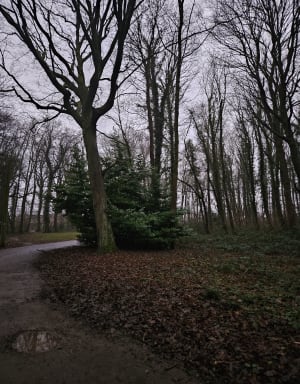 Terril du bois de Saint Pierre - Just - 3