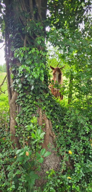 Balade dans les sous-bois de la Fouillouse - La Fouillouse - 9