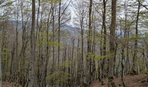 Forêt de l'Esperou, col de la Lusette et col de Montalss - Val-d'Aigoual - 9