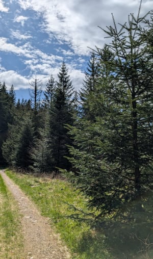 Forêt de l'Esperou, col de la Lusette et col de Montalss - Val-d'Aigoual - 10
