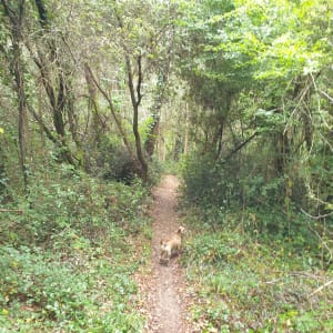 Belle balade dans la forêt de ronces - La Tremblade - 10