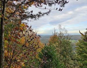 Château de Guirbaden - Mollkirch - 15