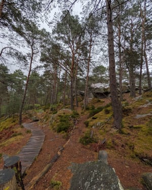 Promenade des Gorges de Franchard - Fontainebleau - 13