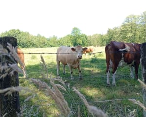 Balade des Avenières et escapade aux marais - Les Avenières Veyrins-Thuellin - 4