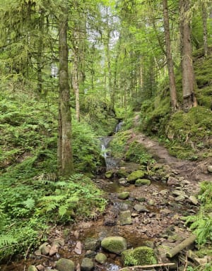 Saut de la Bourrique et Tête de Mérelle à Géradmer - Gérardmer - 21