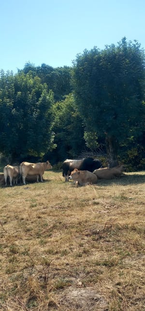 Balade en sandwich entre Truyère et Montézic - Saint-Symphorien-de-Thénières - 4
