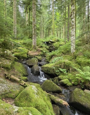 Saut de la Bourrique et Tête de Mérelle à Géradmer - Gérardmer - 26
